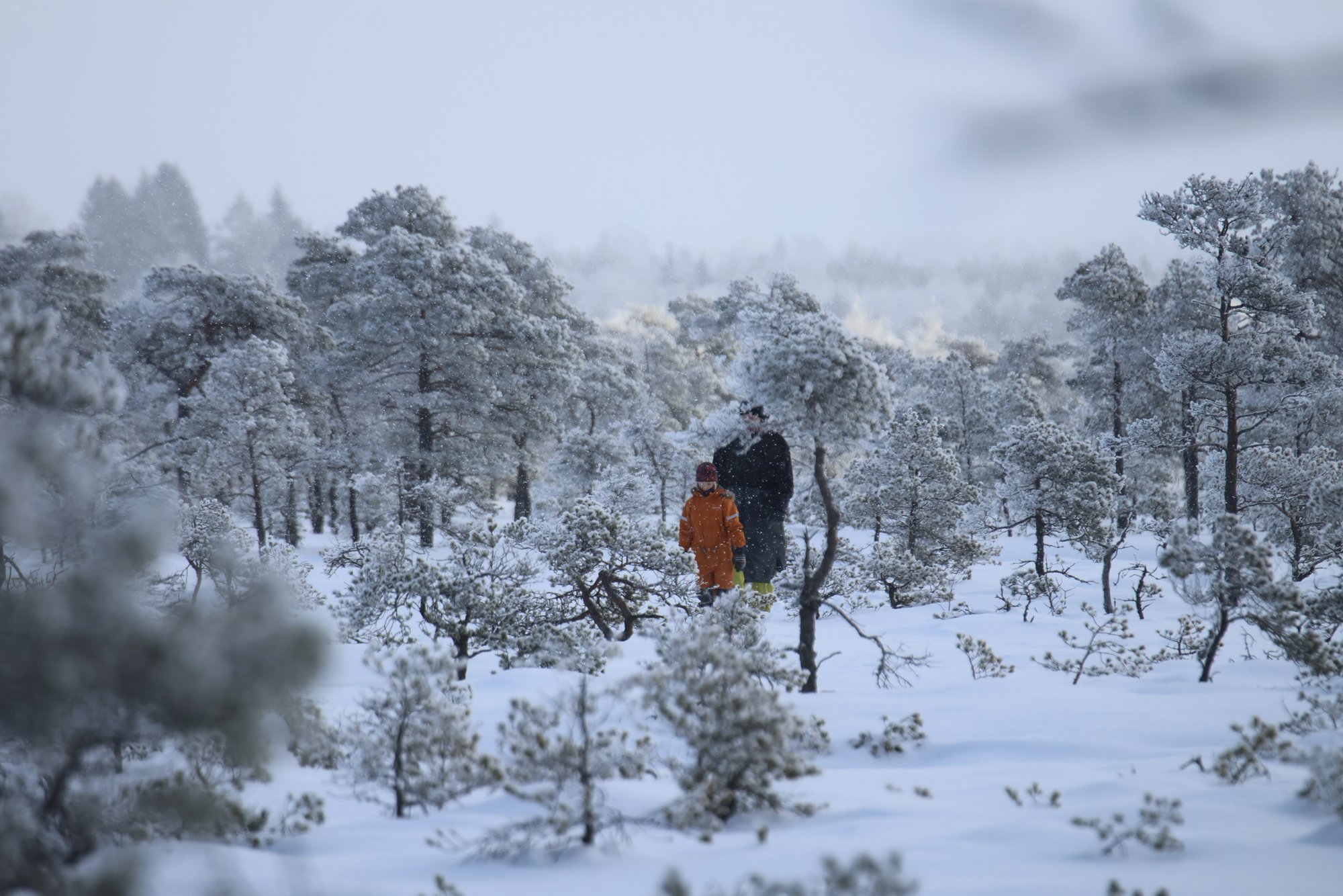 Sood teevad eestlase kirglikuks ja isegi sõjakaks