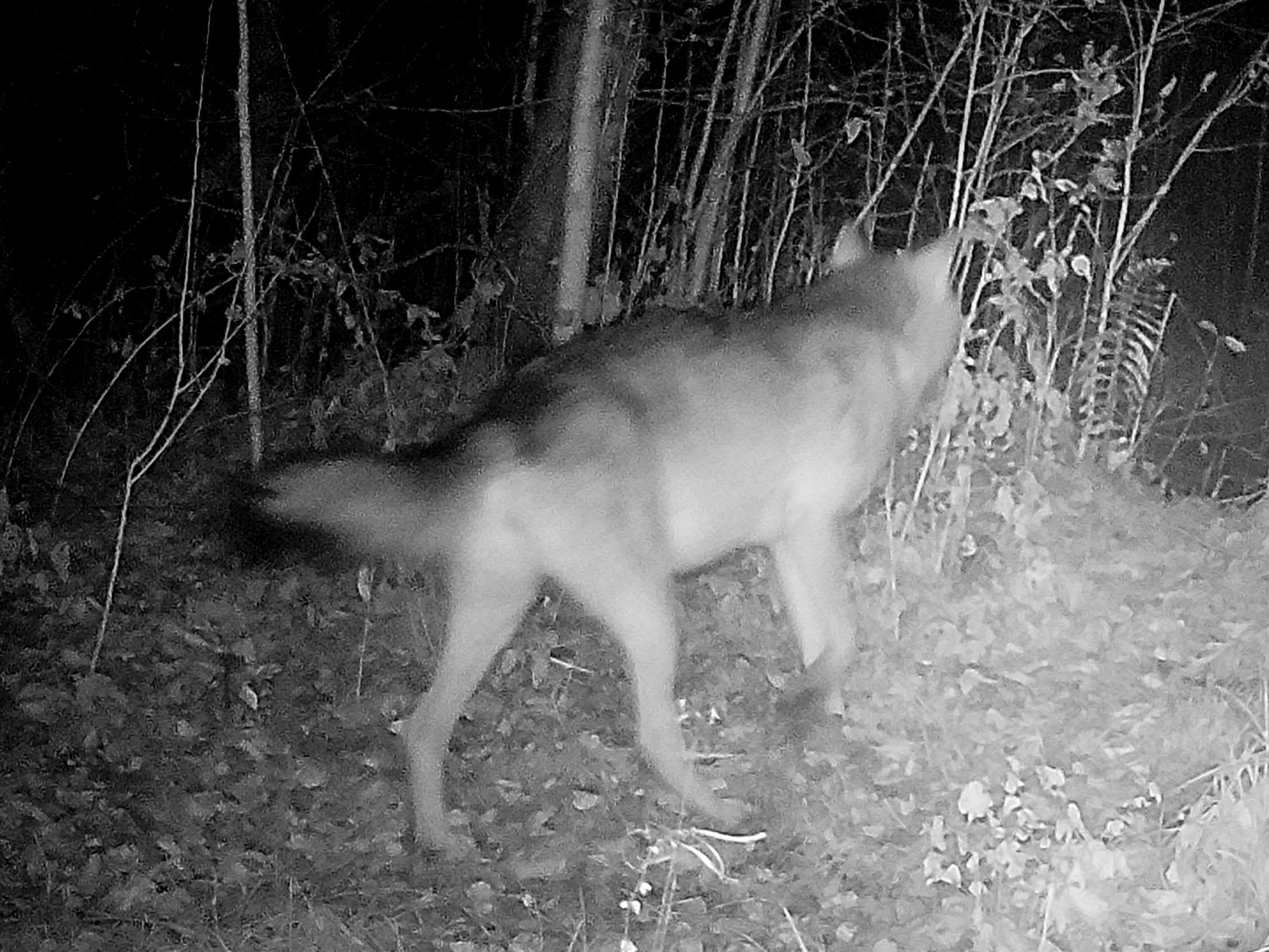 Metsauudiseid: tänavu tohib küttida 163 hunti