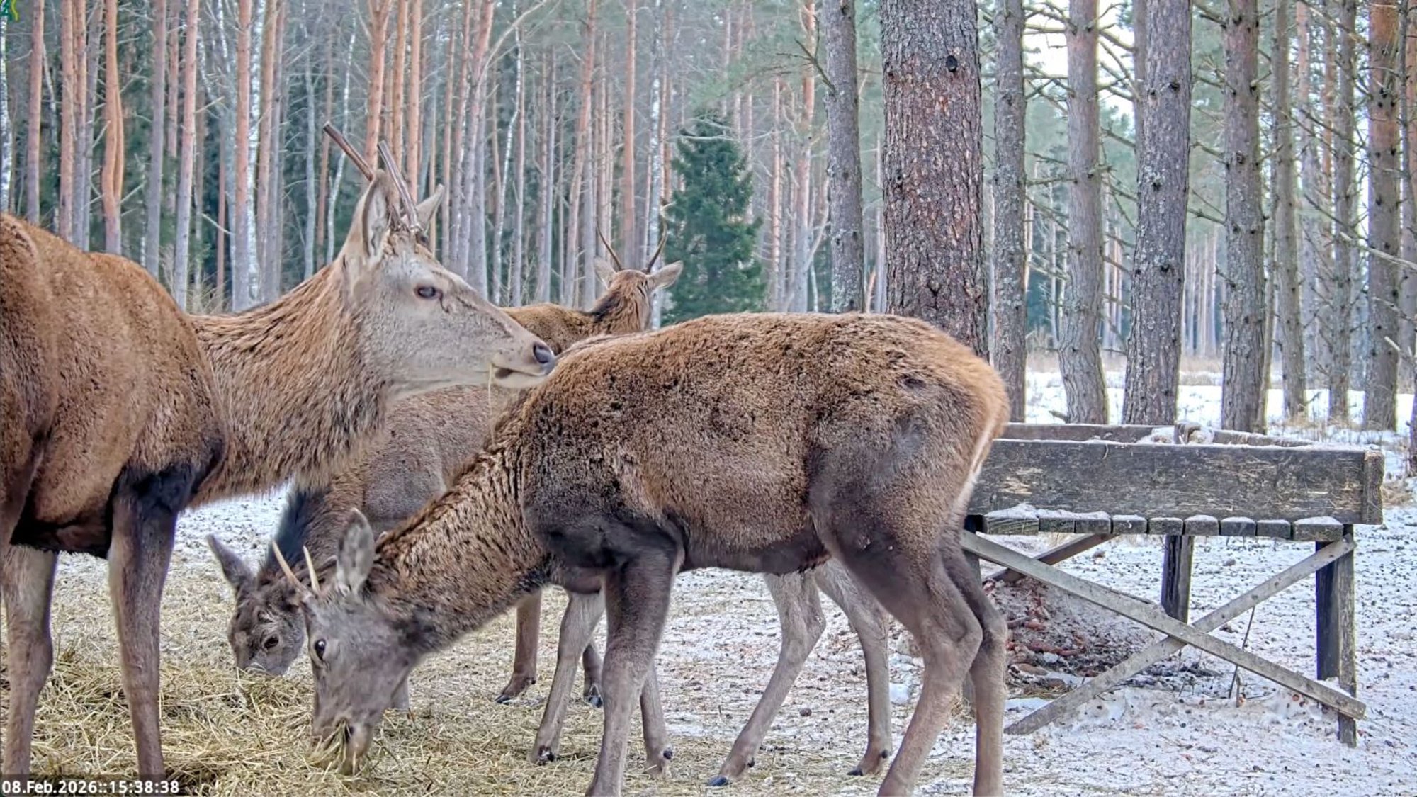 VIDEO | Nutikas vasikas lahendas toidumure RMK hirveplatsil omal moel