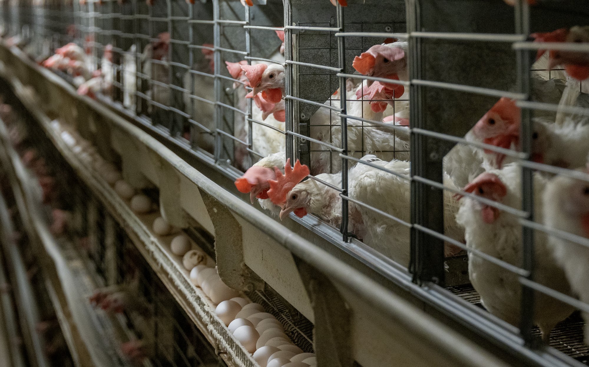 Eesti suurimad munatootjad lubavad minna üle puurivabadele tootmisviisidele hiljemalt 2035. aastaks