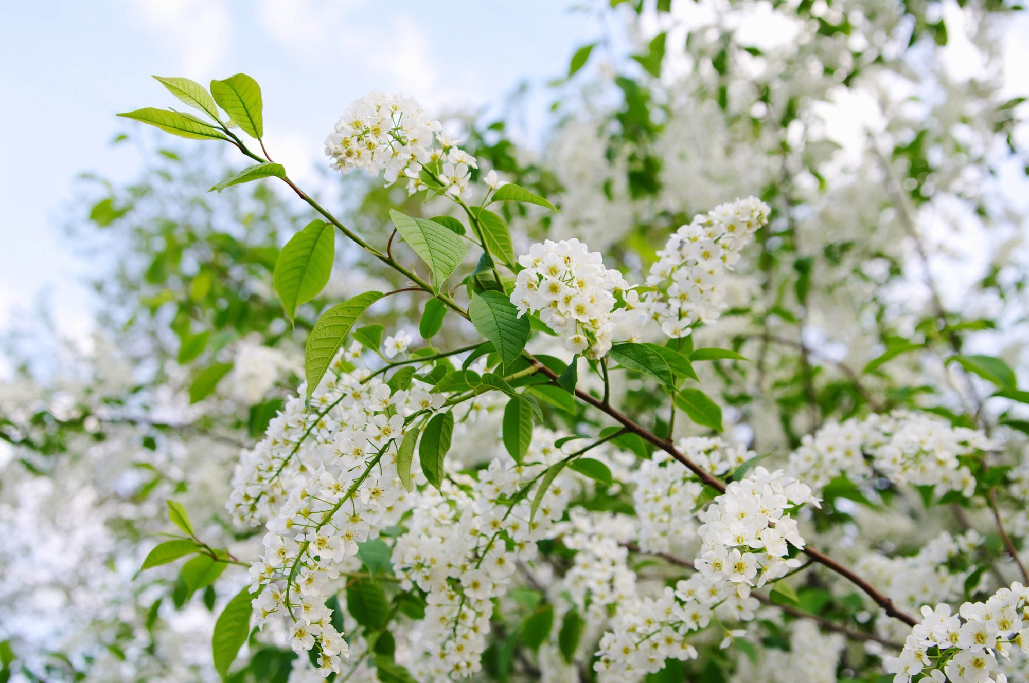 Toomingat on peetud pühaks puuks ja kaitsjaks kurivaimude vastu