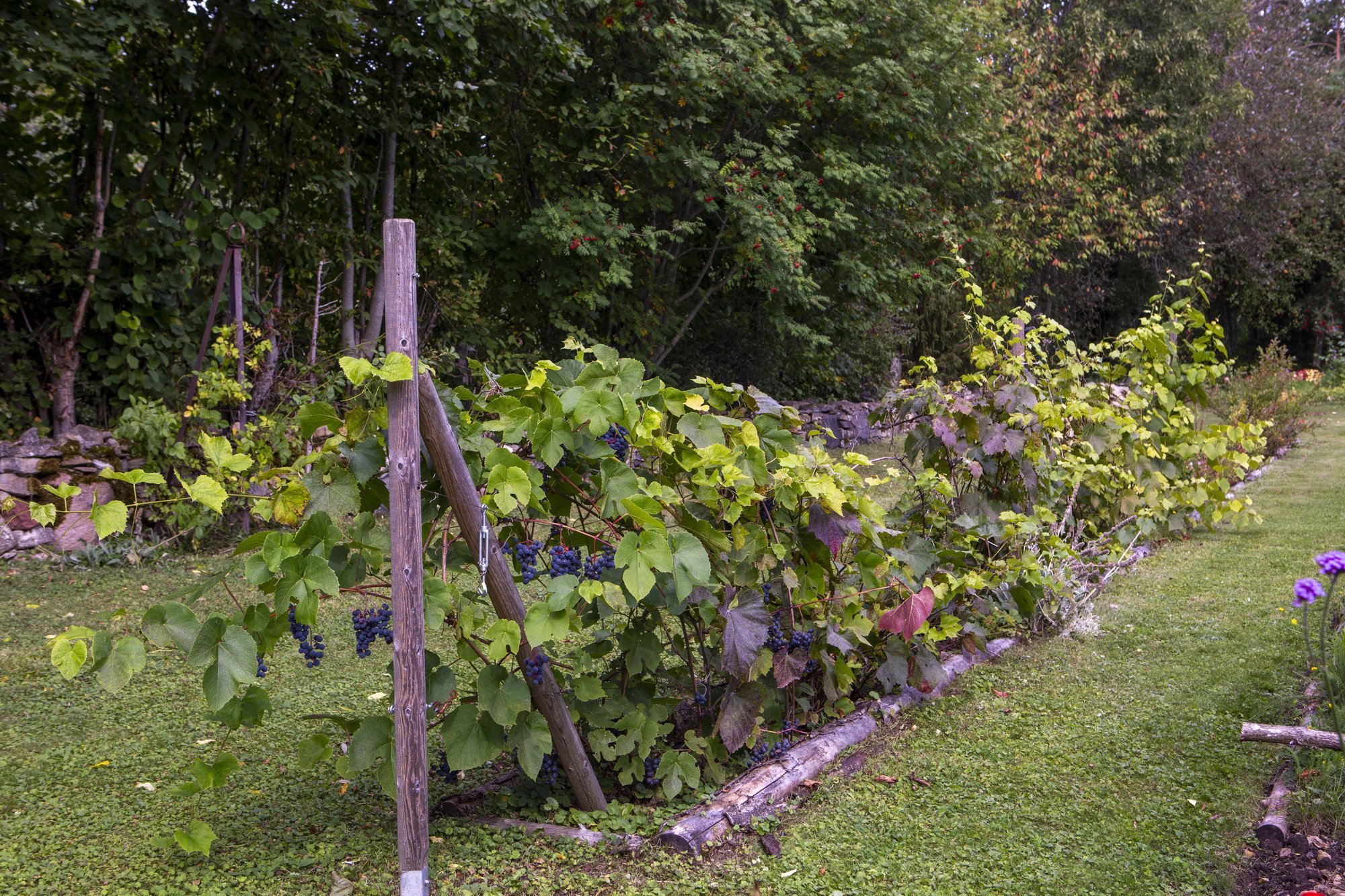 Veinimaade sekka. Ministeerium arendab Eesti oma viinapuusorti