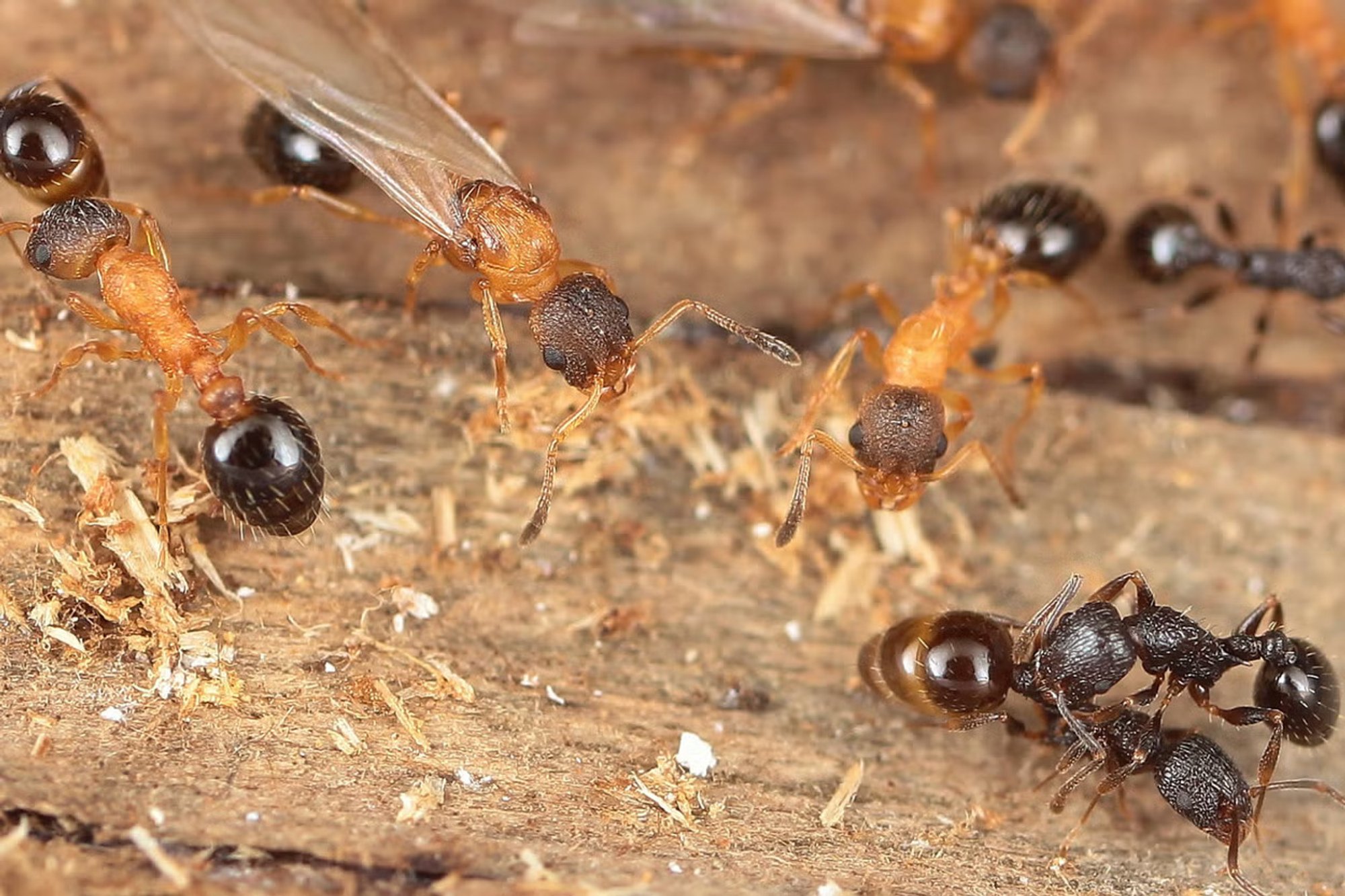 Jaapanist leiti ainulaadne sipelgaliik, kus pole ei isaseid ega töösipelgaid