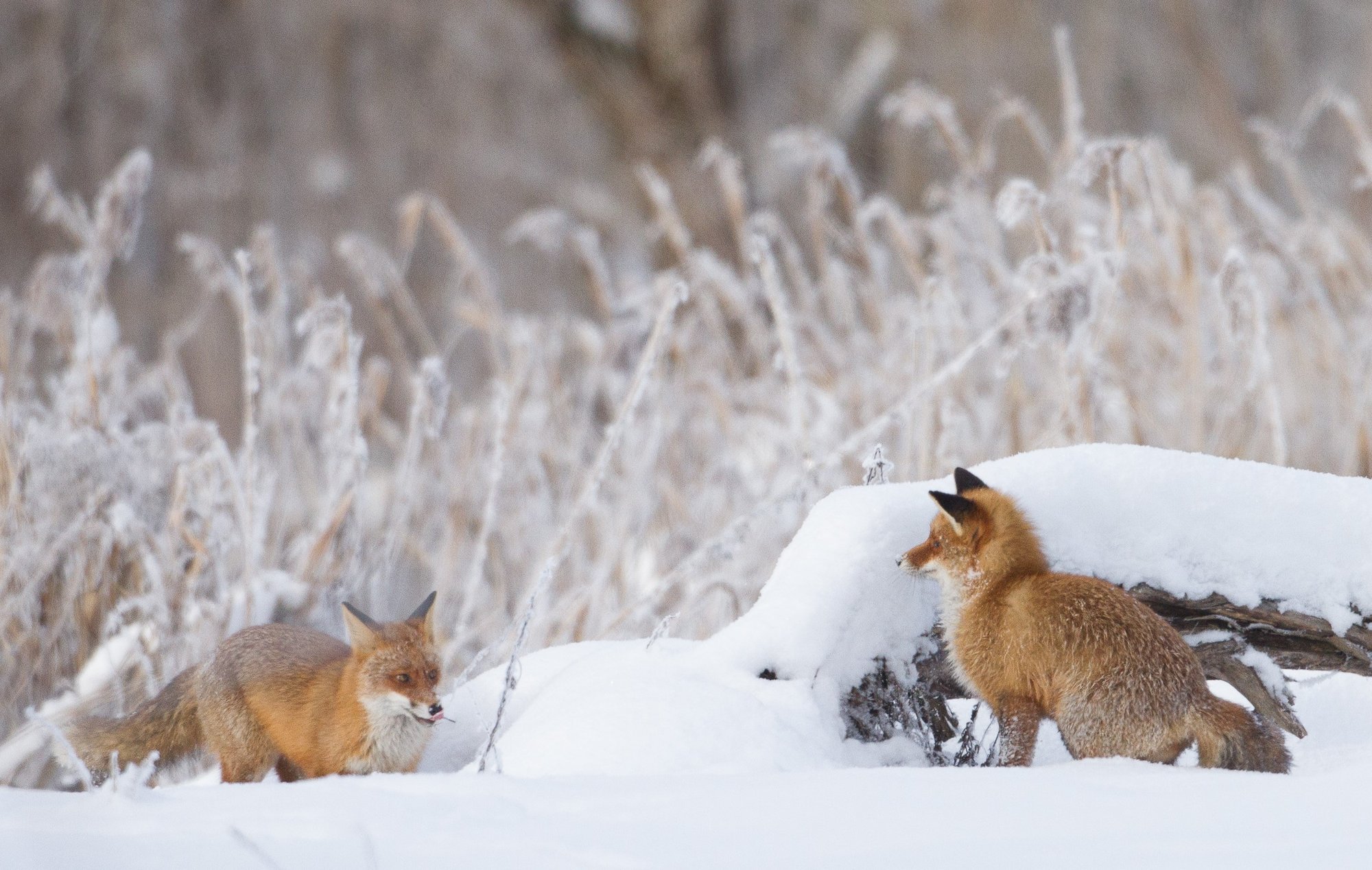 Ootad kevadet? Märke on. Kas märtsis lilled juba õitsevad?