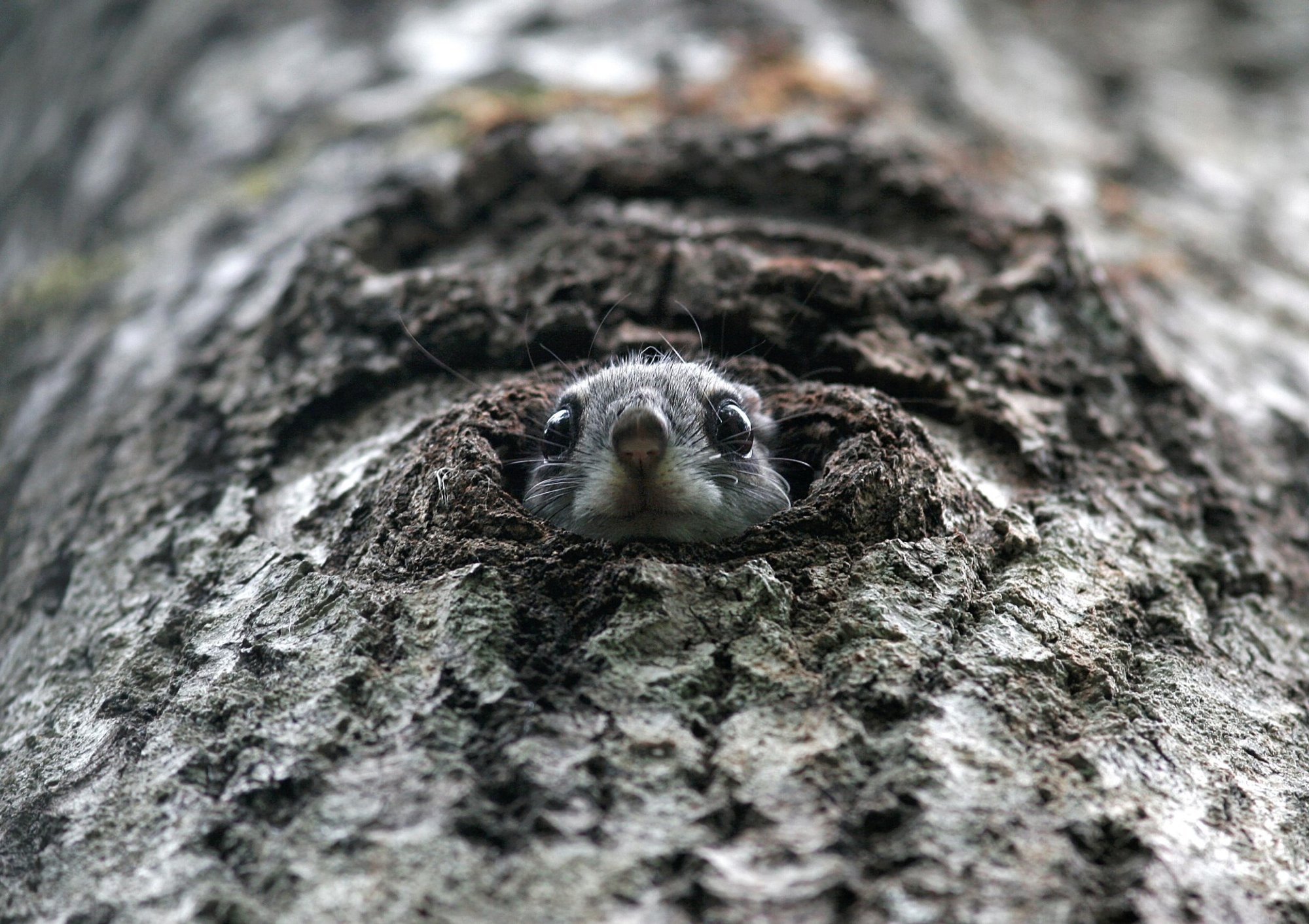 Botox ei aita, looduskaitse vajab ausust
