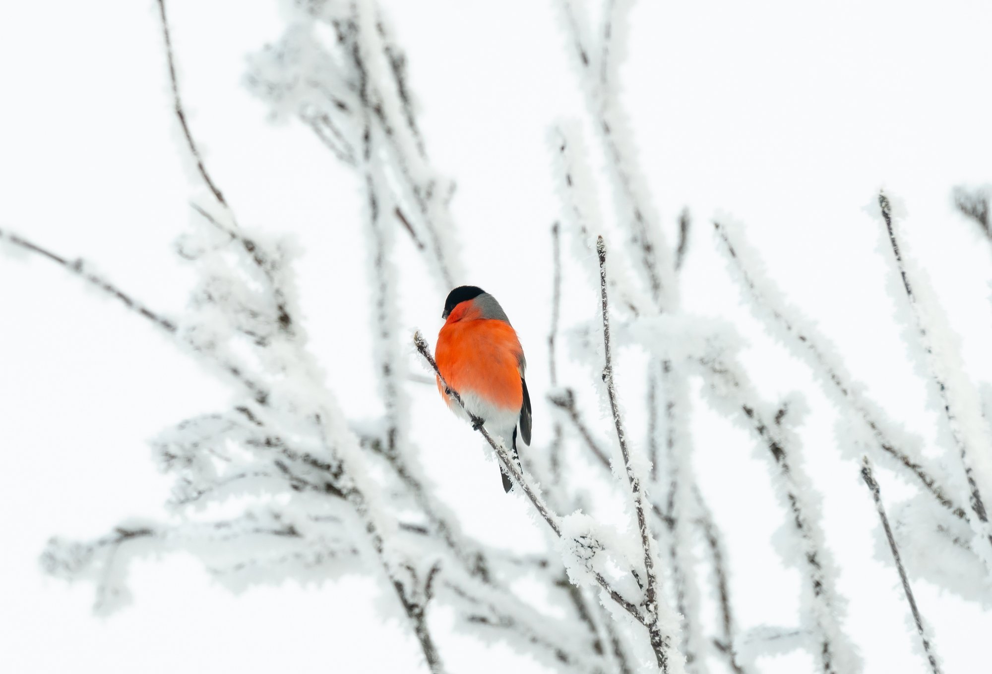 Radokuu ehk veebruar