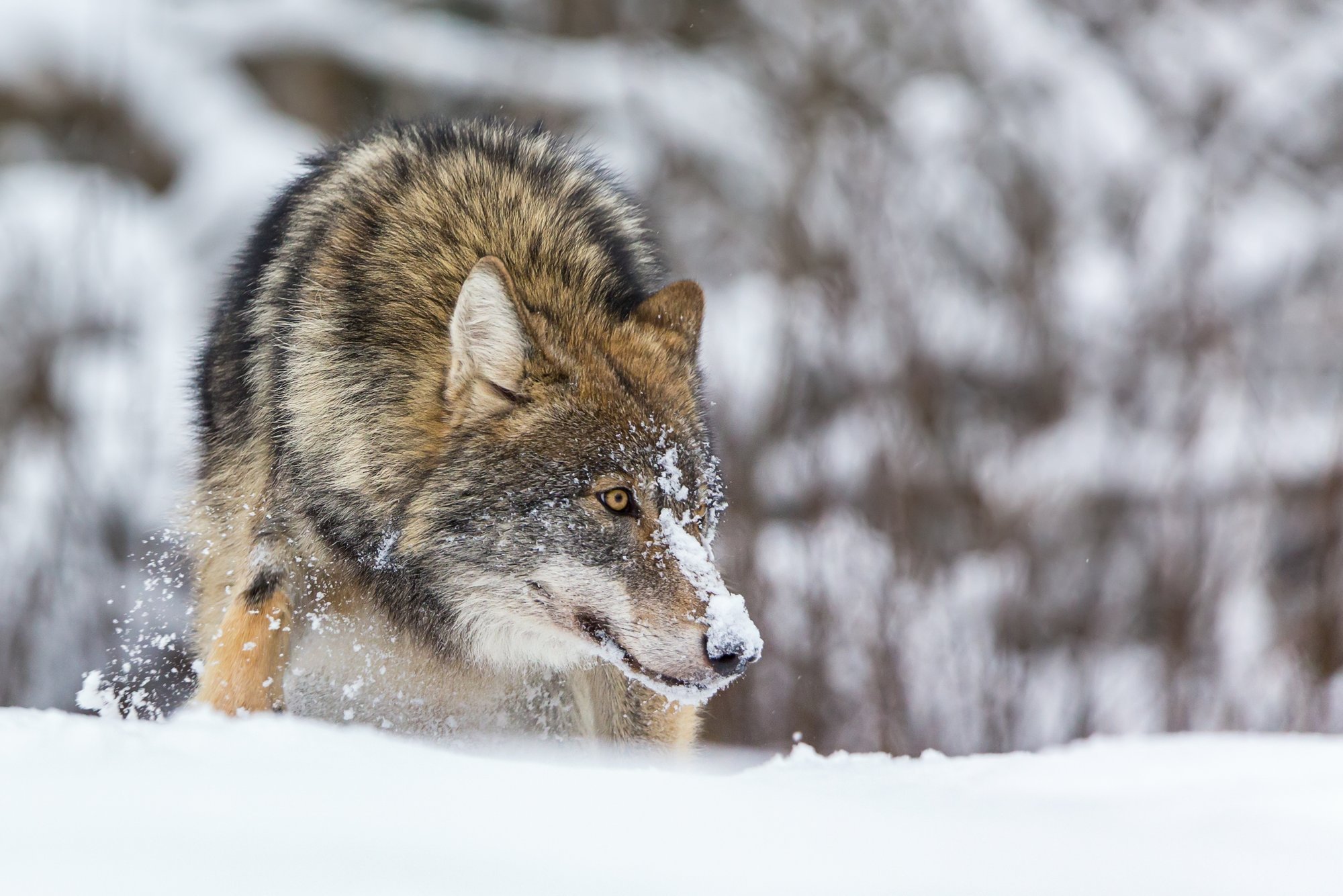 Suurkiskjate ohjamise aluseks võib saada DNA-seire: „Peame jõudma ühisele arusaamale ulukite arvukusest.“