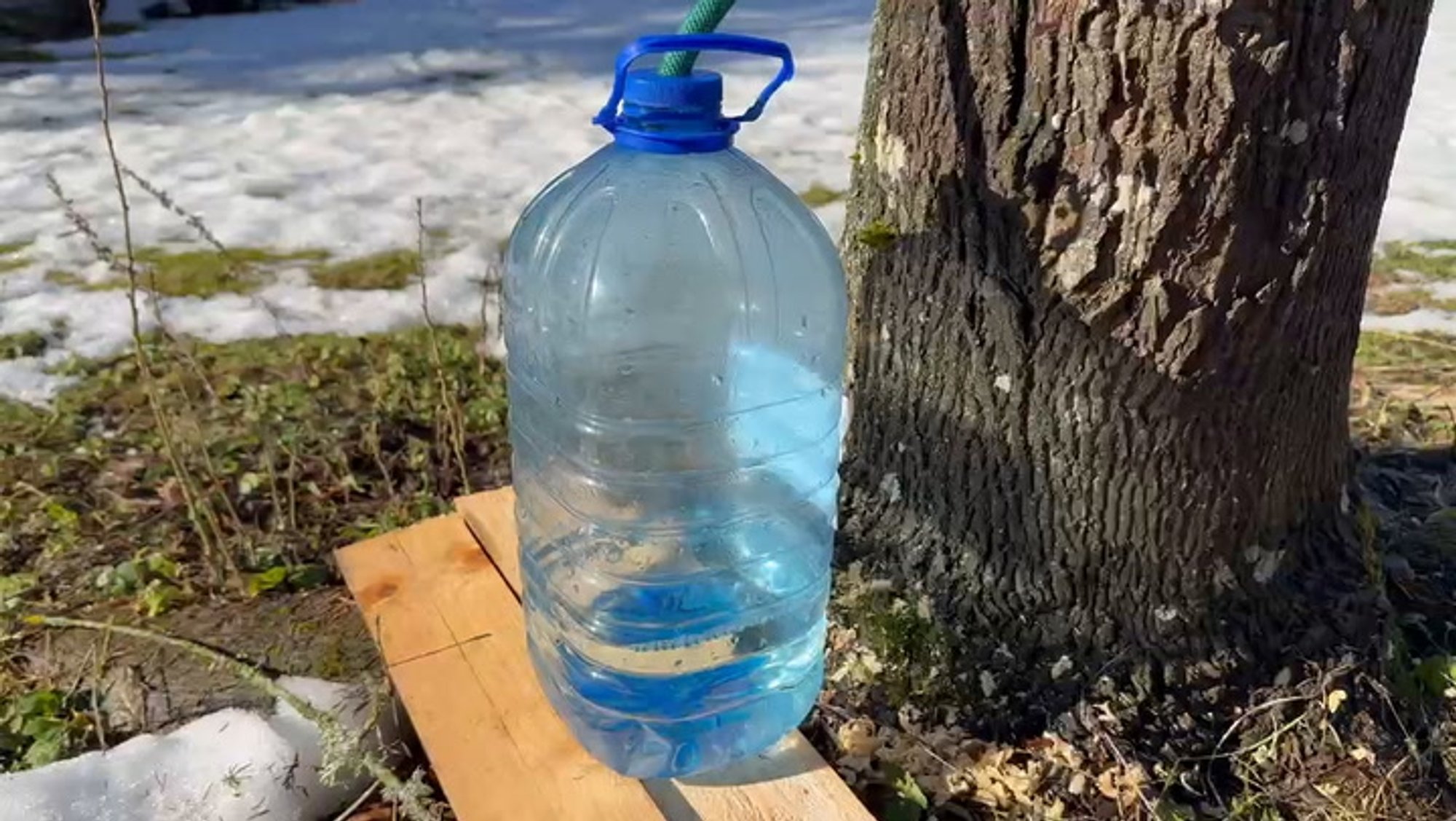 VIDEO | Pane pang alla: kevadise võimuga päike pani vahtramahla voolama!