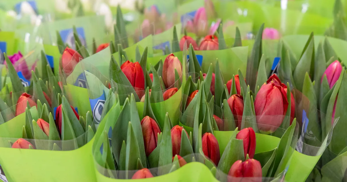 Naistepäev tuleb sajuta, sooja on kuni 5 kraadi