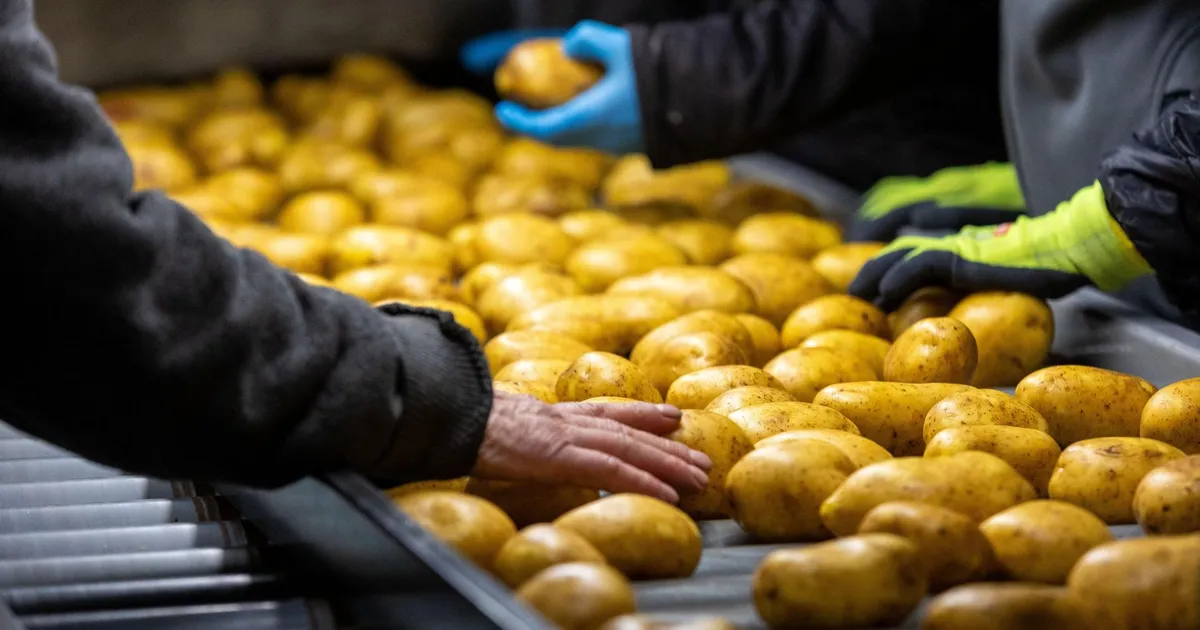 Seemnefestivali kartulite valikust leiab tänavu ka «Joosepi» ja «Varje»