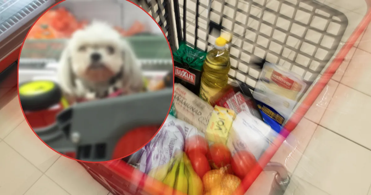 Koeraga toidupoodi? Suured toidupoodide ketid andsid ühtse vastuse