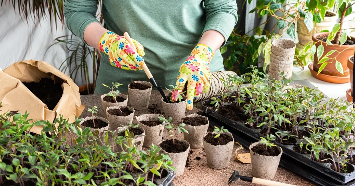 Tomatite ettekasvatamine: millal on õige aeg esimesed seemned mulda pista?