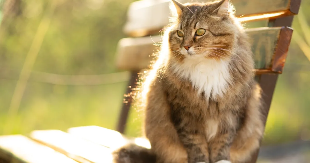Seitse kindlat märki, et oled oma kassi silmis maailma kõige tähtsam inimene