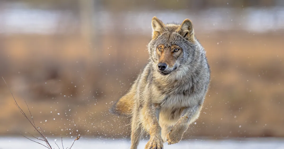 Teadlaste poolt jälgitud hunt tegi midagi väga üllatavat