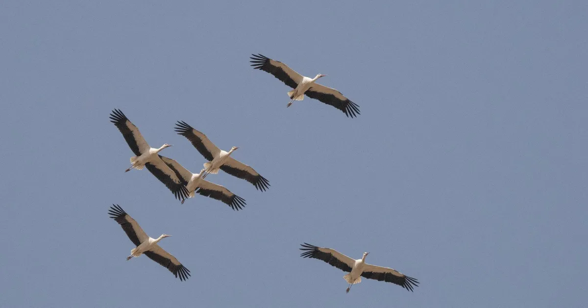 LOODUSFOTO ⟩ Toonekured on teel