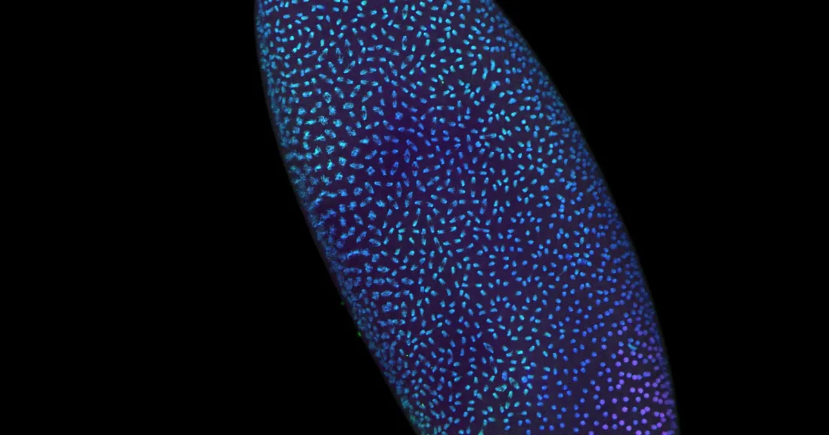 DNA molekulid olid olemas ammu enne elu ennast