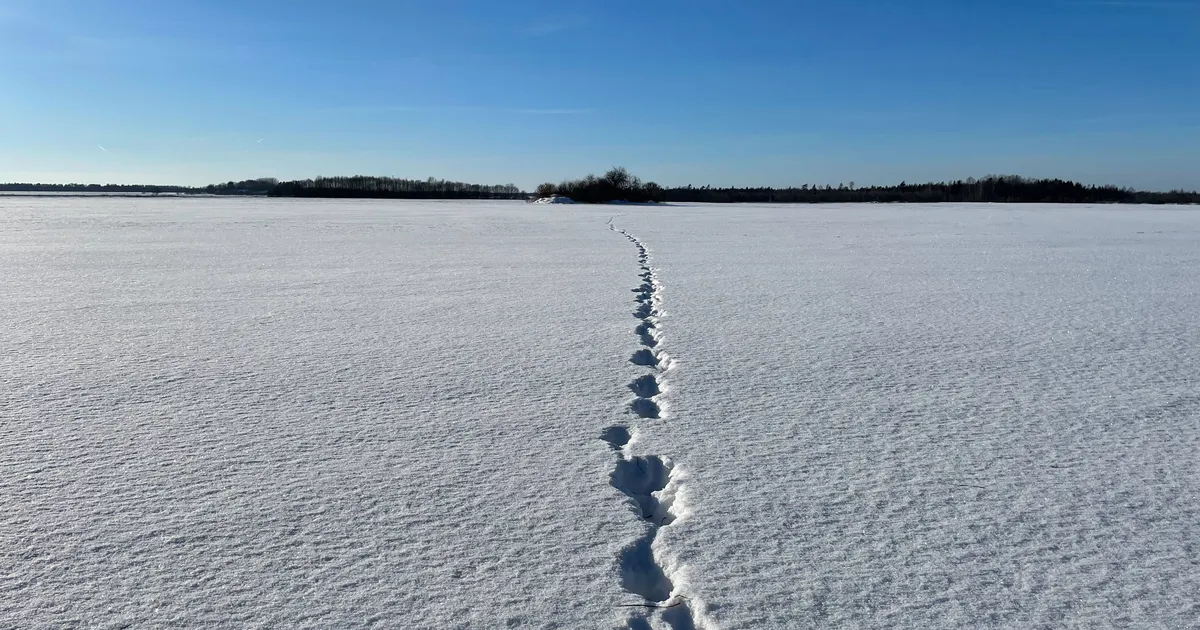 SEIS PÕLDUDEL ⟩ Lumekiht kaitses talivilja