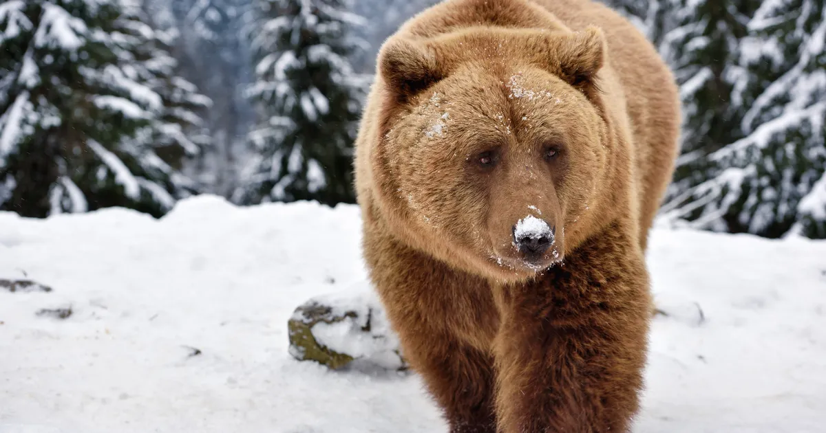 PILTUUDIS ⟩ Karu on juba talveunest ärganud