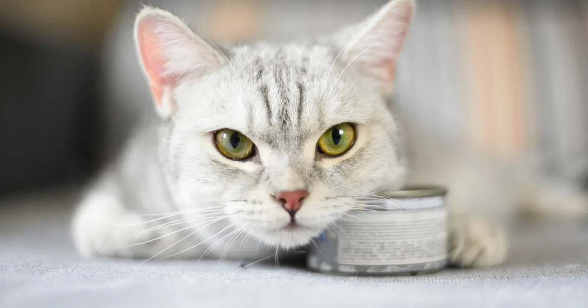 EKSPERDID SOOVITAVAD ⟩ See toit võib sinu kassi tervisega imet teha