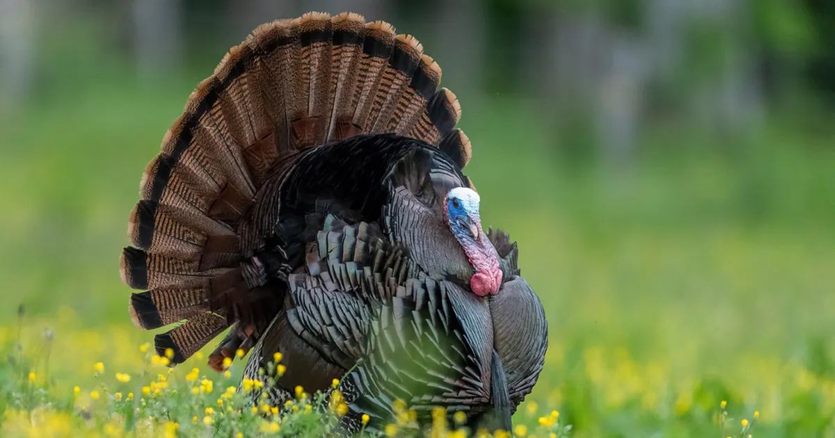 RÜNNAK ⟩ Agressiivsed linnud ajasid meest taga: ma põgenesin võõrasse autosse