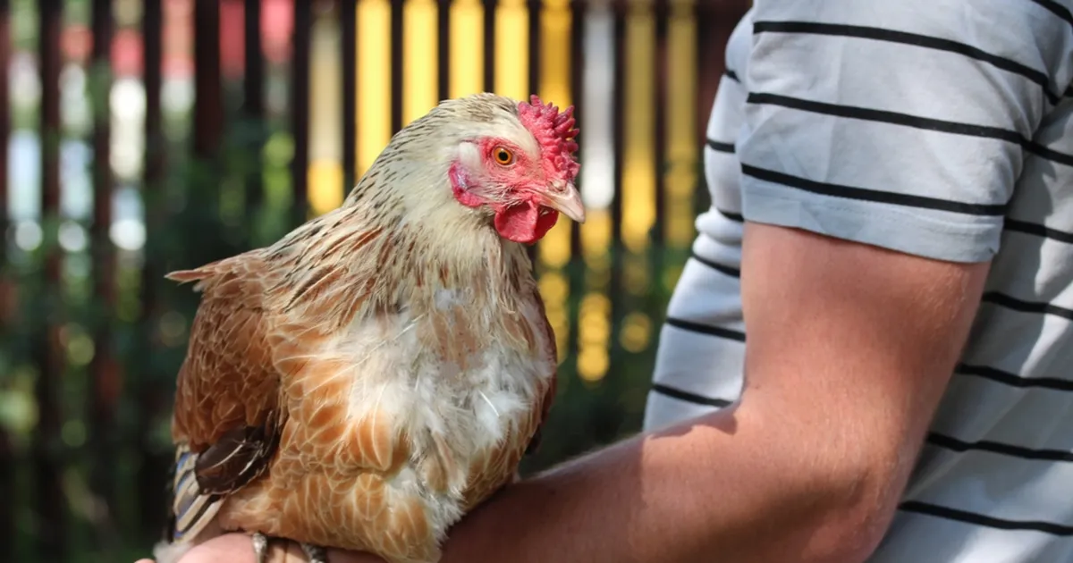 NII ARMAS ⟩ See linnuke on parim terapeut: ta mõistab mind täielikult