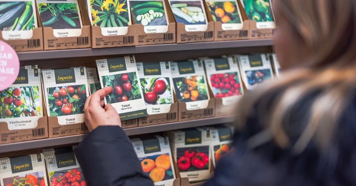 KUUPÄEV KIRJA ⟩ Seemnefestivalilt saab esmakordselt kahte uut kartulisorti