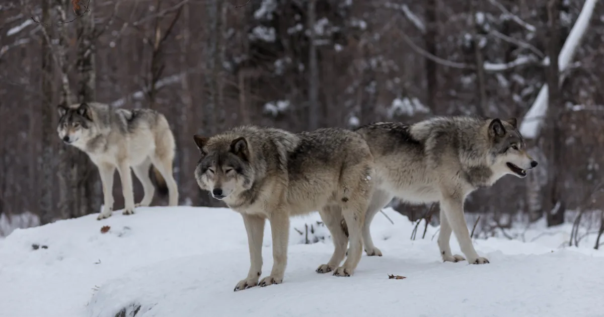 VIDEO ⟩ Šokeeriv vaatepilt: Viljandimaal jalutas pere koduõuest läbi ligi 10-pealine hundikari