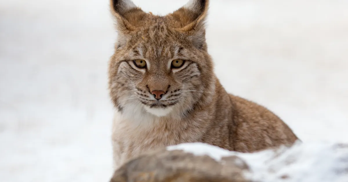 Valgamaal kogunes rajakaamera ette haruldaselt palju ilveseid