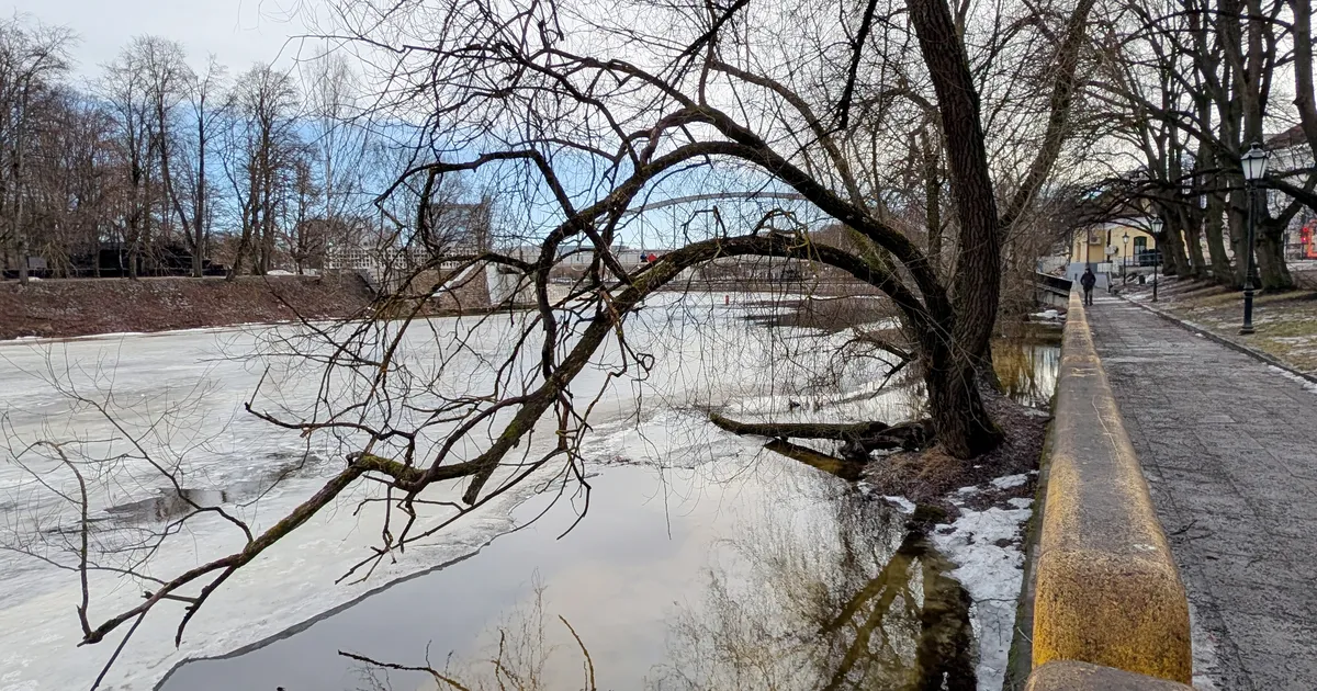 LUGEJA KÜSIB ⟩ Miks võeti maha remmelgaid Fortuuna tänaval, aga mitte lääpa vajunud puid Emajões?