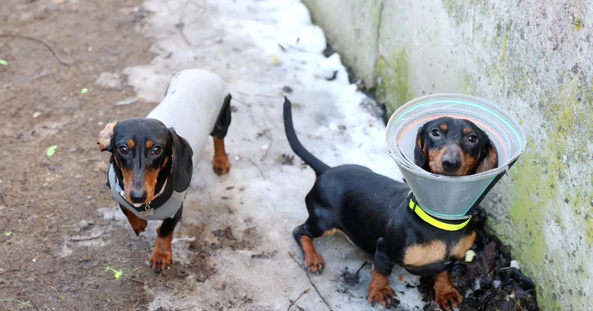 FOTOD ⟩ Taksivabrikust päästetud koertest suurem osa elab uues kodus