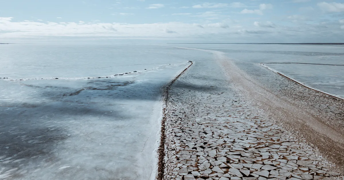 FOTOD ⟩ «Kuidas see võimalik on?» Esimesed kevadekuulutajad on juba kohal