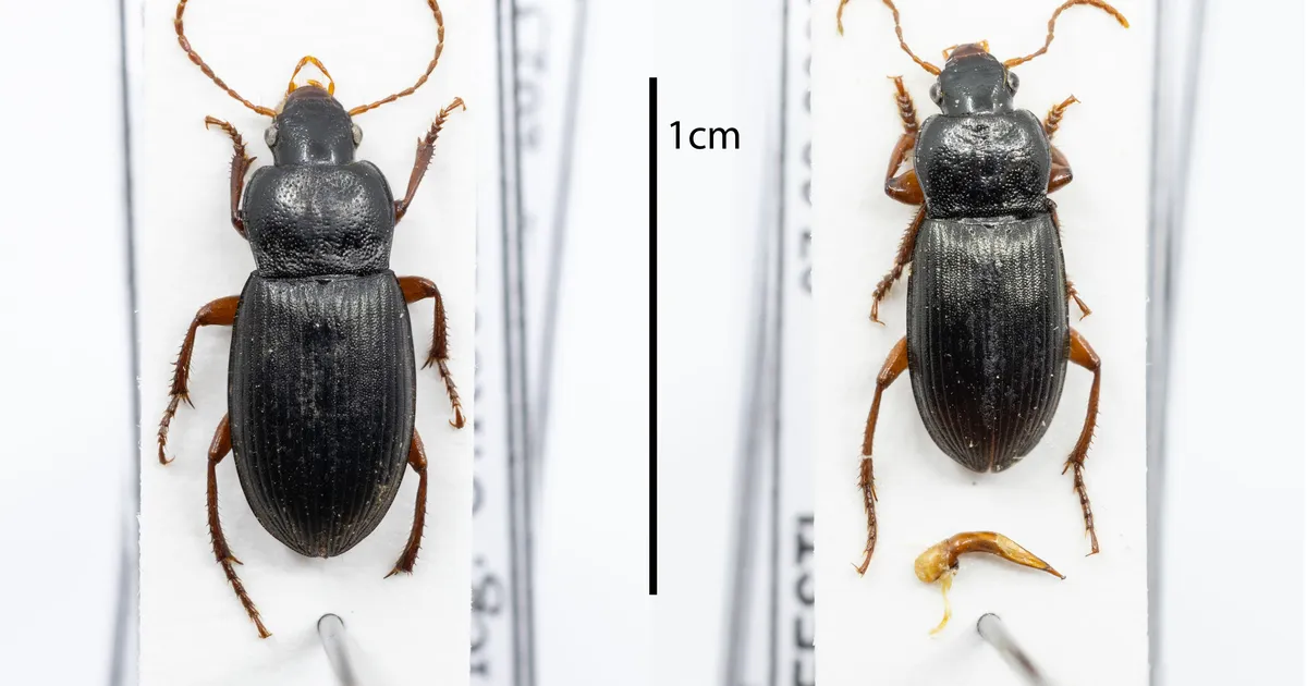 Eesti Loodusmuuseumi entomoloog tuvastas Eestis seni nägemata mardika