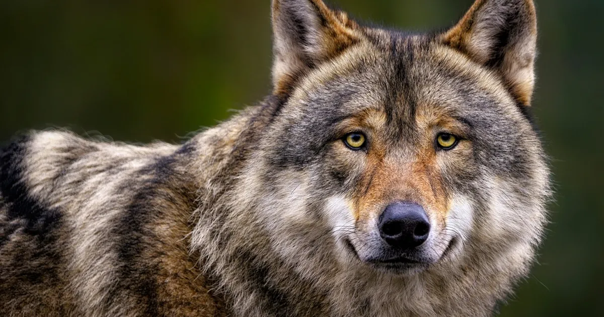 KOHUTAV ⟩ Pärnumaal langesid lemmikloomad huntide rünnakute ohvriks