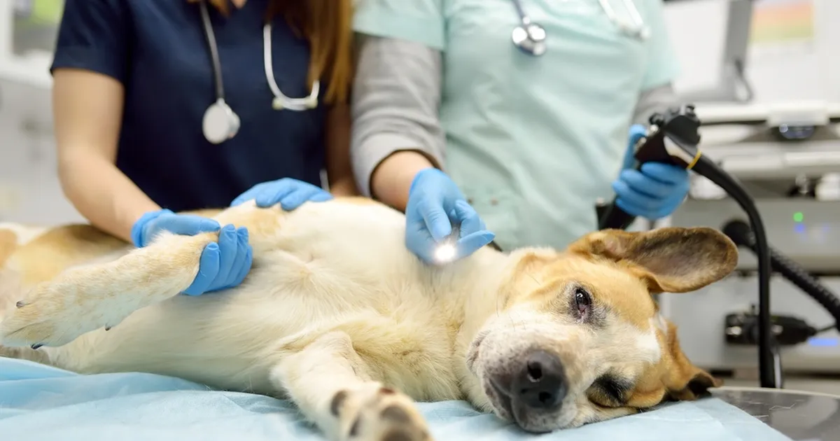 USKUMATU ⟩ Omanik viis «sureva» koera loomaarsti juurde – uuring paljastas šokeeriva tõe