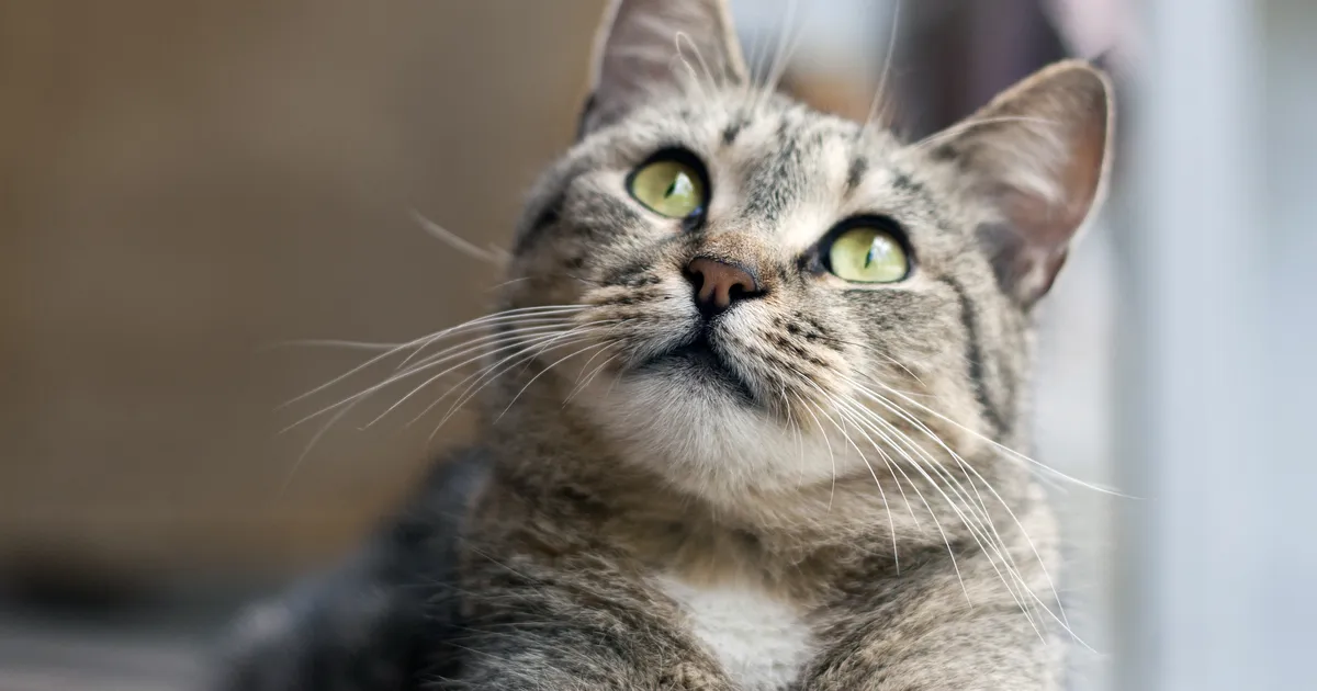 Eksperdid annavad vastuse: kas kassid näevad vaime?