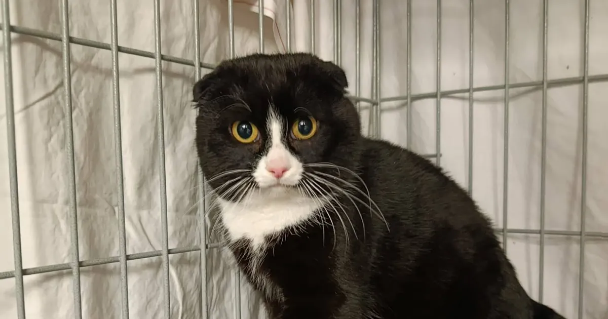 Raplamaa tänavail hulkunud lontkõrv Uuno otsib kodu: päris Scottish Fold ei ole, aga kõrvad on tal sama vahvad