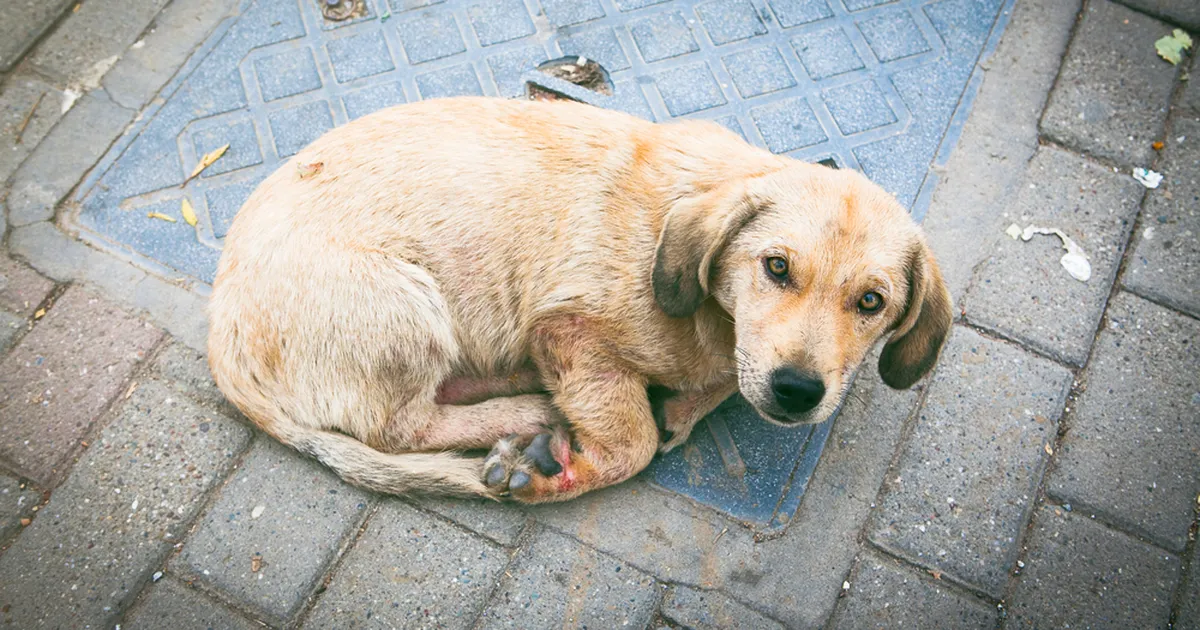 NII KURB ⟩ Hüljatud lemmikud konfliktipiirkonnas: laternapostide külge kinni seotud ning ilma toidu ja veeta