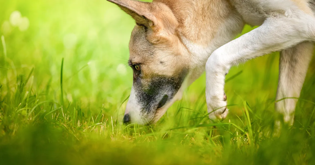 Loomaarst hoiatab ohu eest, mis varitseb sinu lemmikut igal tänavanurgal