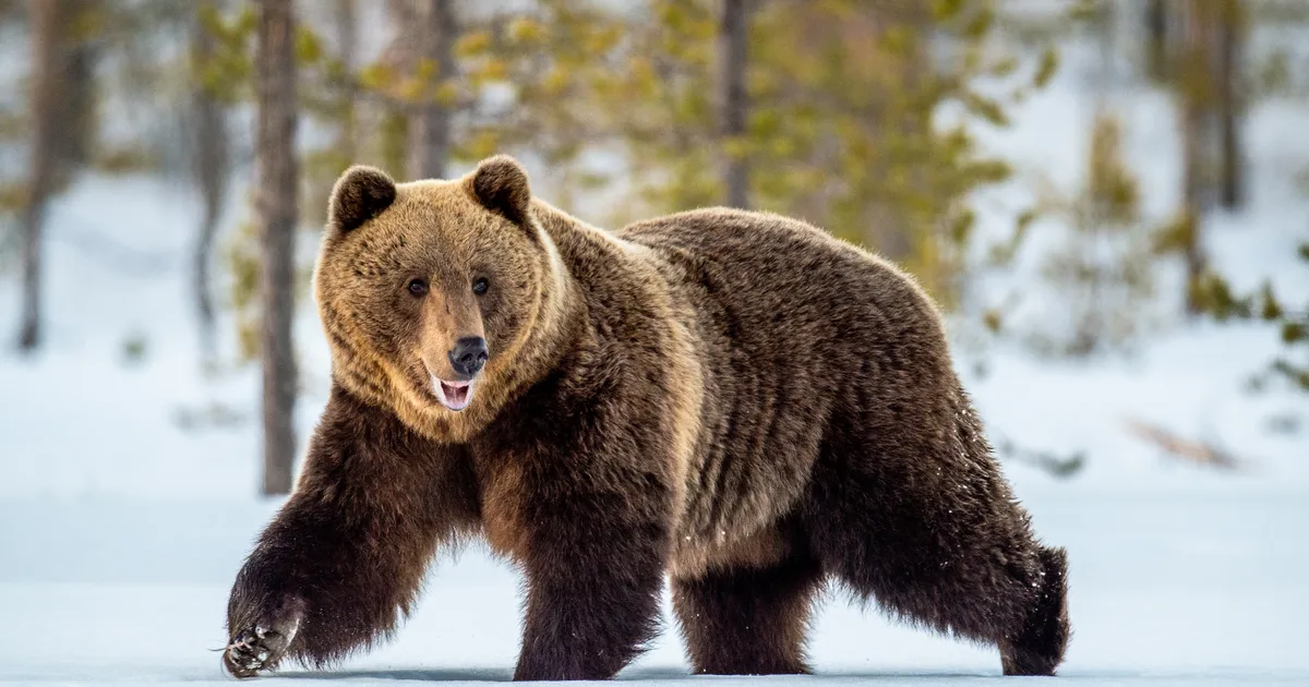 VIDEO ⟩ Võimas vaatepilt: droon jäädvustas talveunest ärganud karu segamatult tegutsemas