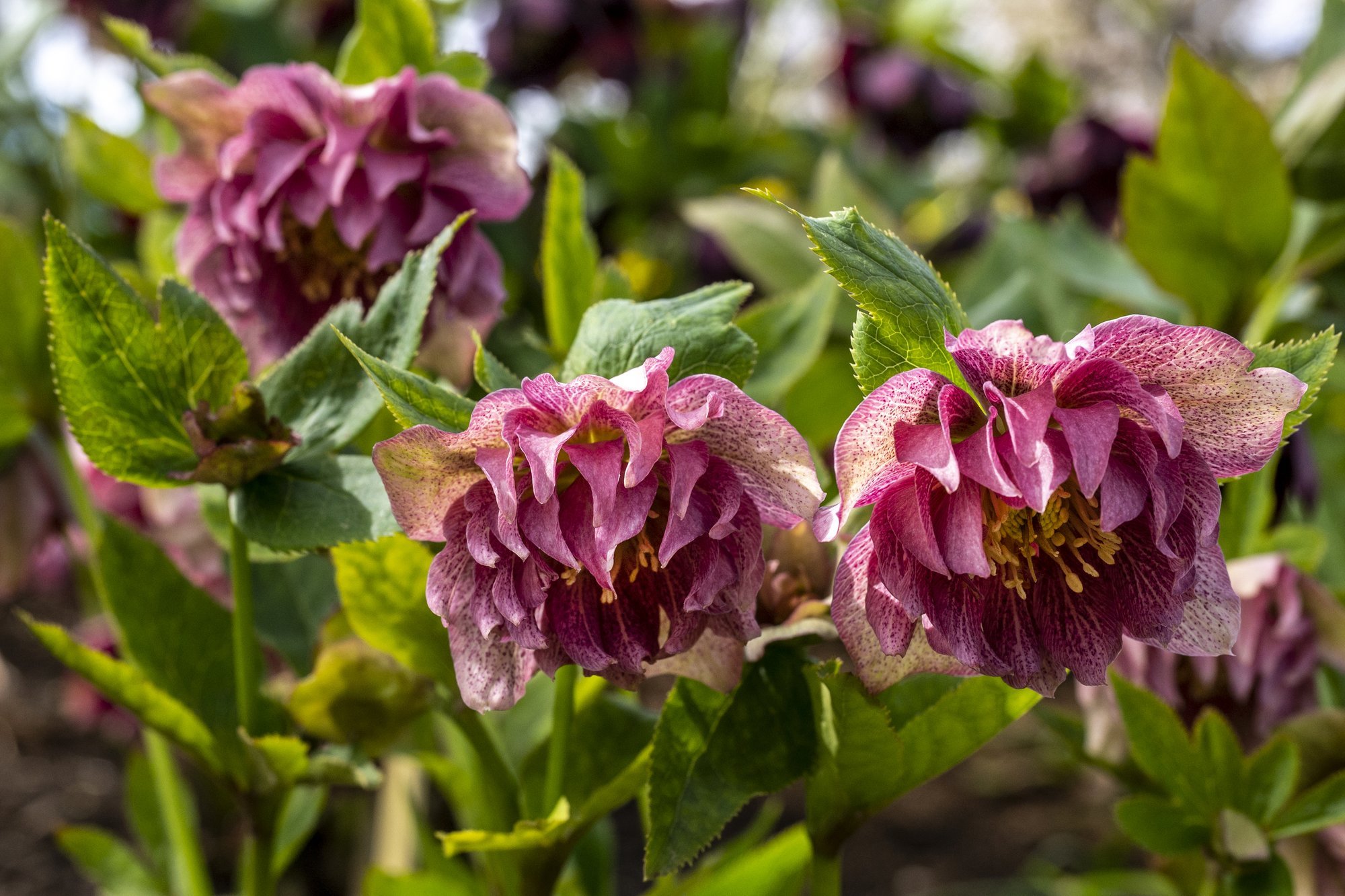 Kaunid, kuid mürgised lumeroosid õitsevad aias kohe pärast lume sulamist