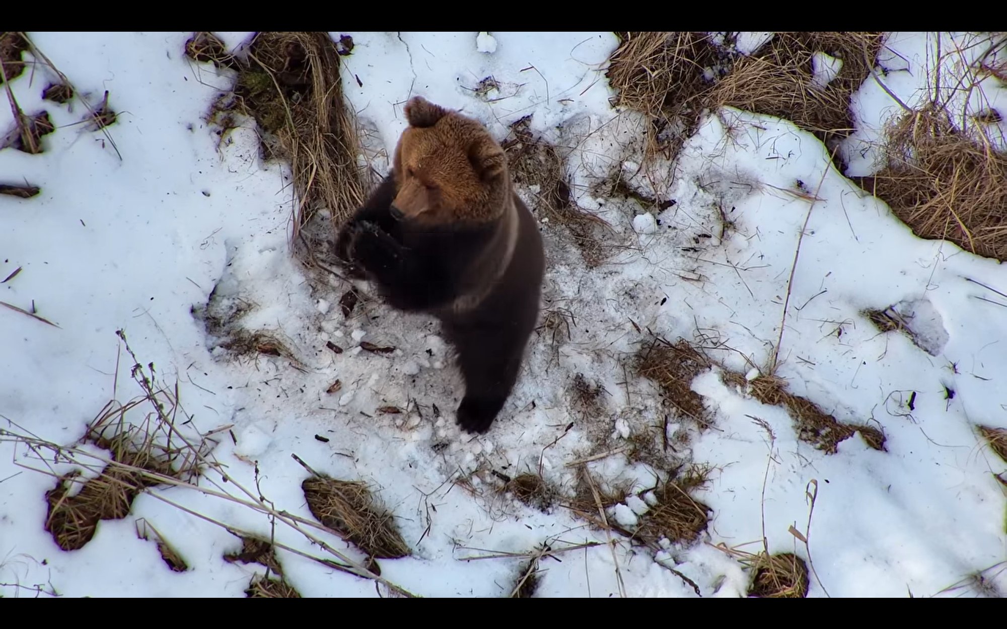 VIDEO | Kadunud inimest otsima läinud droon jäädvustas talveunest ärganud karu