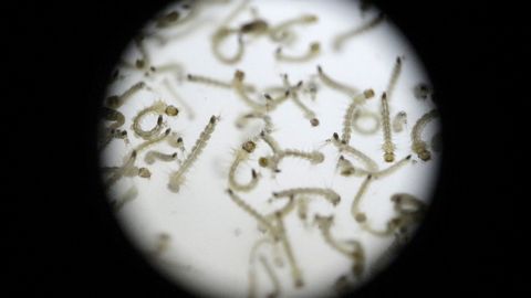 Sääsevastsed avavad uue tee kliimamuutuste mõistmiseks