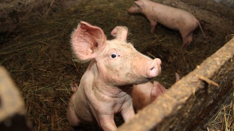 Eamets: toidujulgeoleku teemadega tuleks rohkem tegeleda