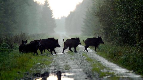 Esmane metssigade küttimismaht sai paika