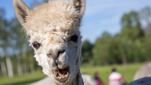 Kesk-Eesti väiketootjad toovad oma tooted laupäeval Tallinnasse