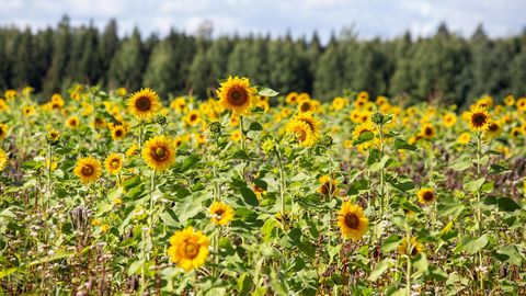Esimesed põllumehed said eAgronomi süsinikuprogrammist kätte lisatulu