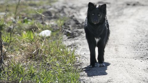 LUGEJA KÜSIB ⟩ Mida teha, kui omanikuta koer või kass hulgub ringi ajal, mil varjupaik on kinni?