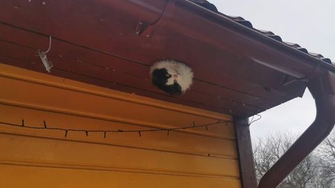 Viis aastat tagasi räästasse kinni jäänud kass Paksu sai Soomes kuulsaks