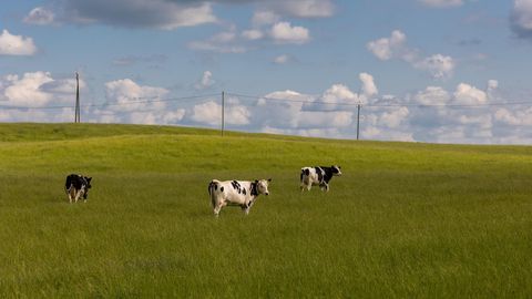 SÜDASUVE KUUMA EI TASU OODATA ⟩ Eesootaval nädalal valitseb jahedavõitu temperatuur ja sajuhood