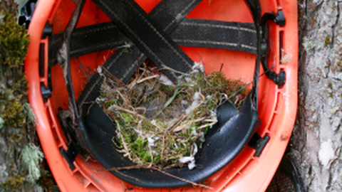 Metsades algab pesitsusrahu, Keskkonnaamet alustab ka kontrollkäike